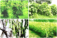 Pueraria Mirifica Farm